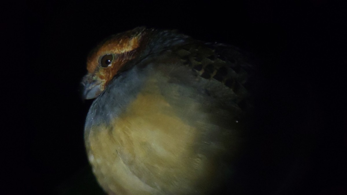 Tawny-faced Quail - ML634738726