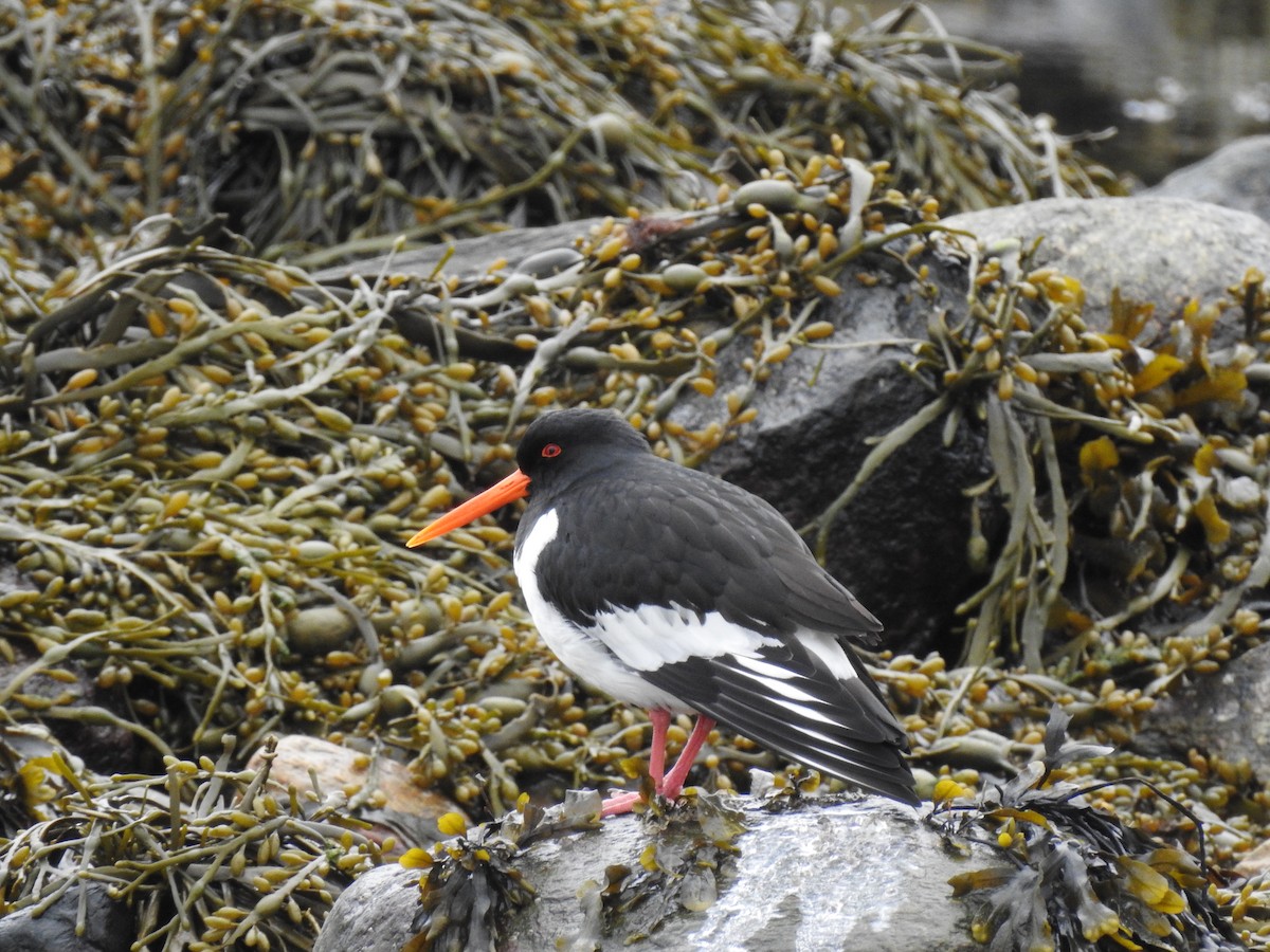 Eurasian Oystercatcher - ML634738798