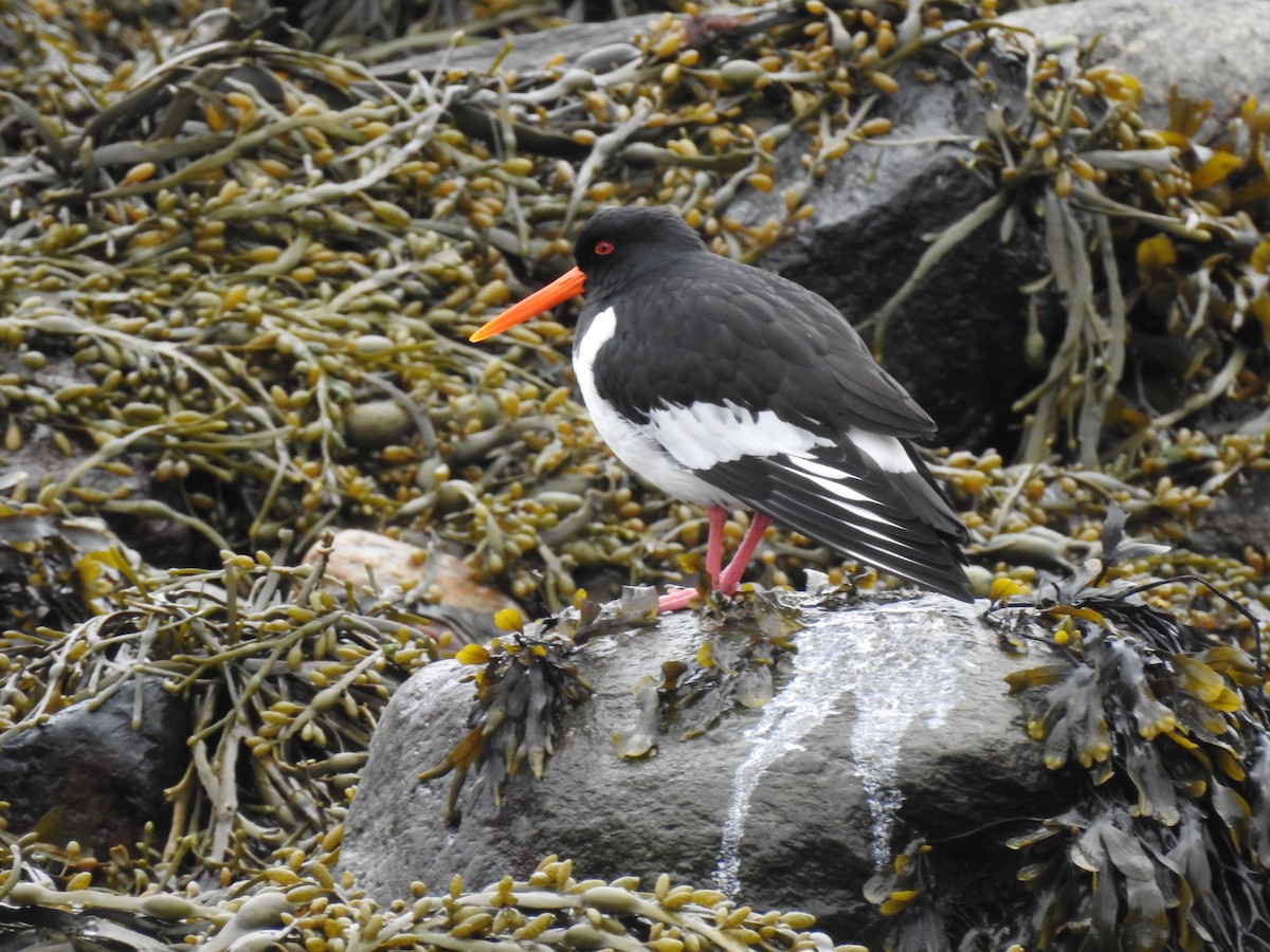 Eurasian Oystercatcher - ML634738800