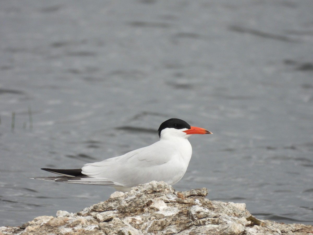 Caspian Tern - ML634738911