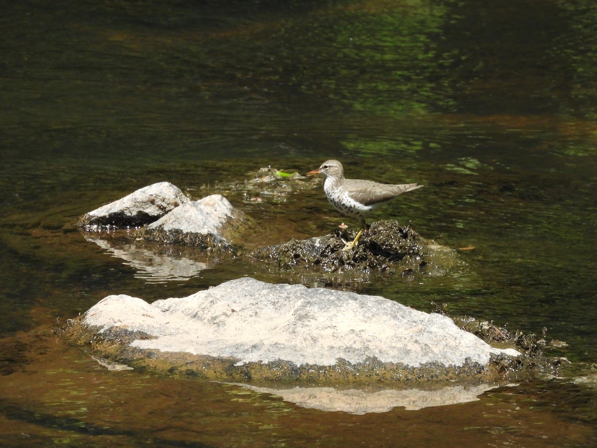 Spotted Sandpiper - ML634738926