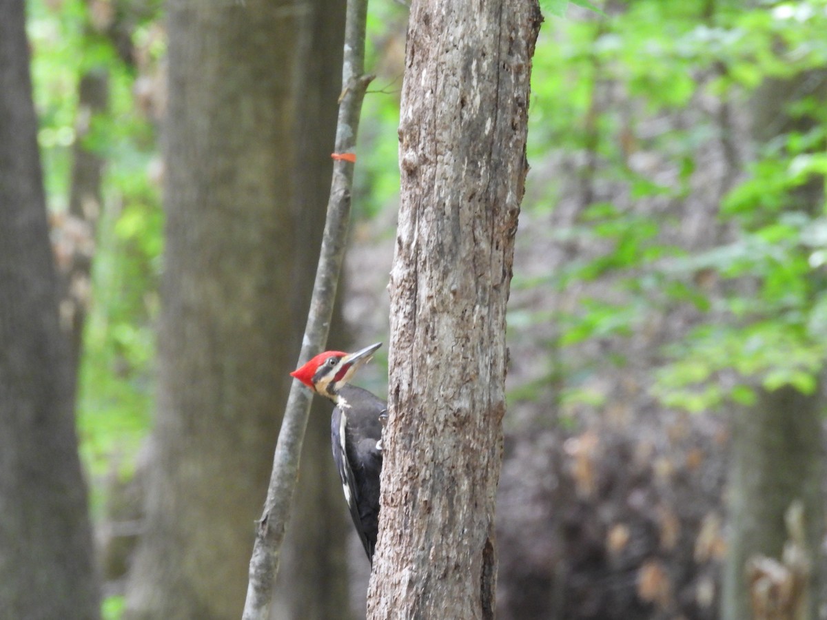 Pileated Woodpecker - ML634738939