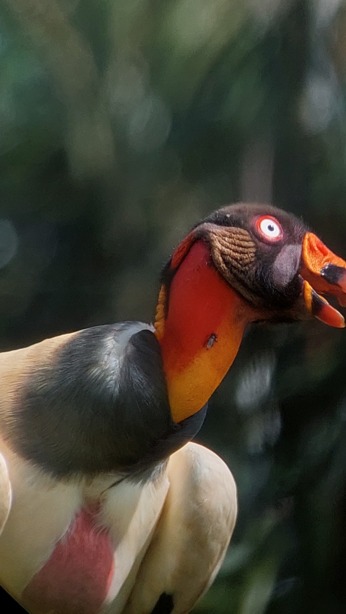 King Vulture - ML634738944