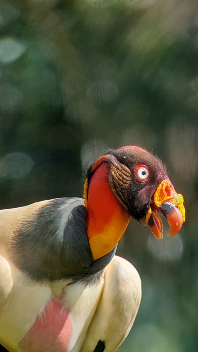 King Vulture - ML634738945