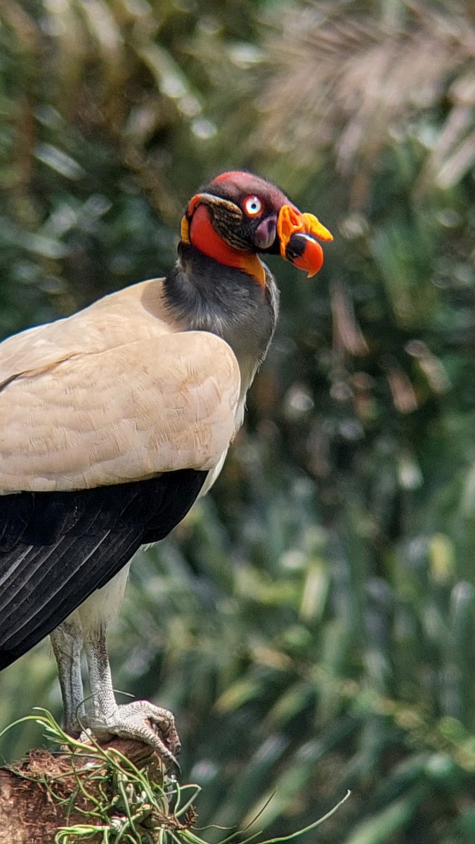 King Vulture - ML634738946