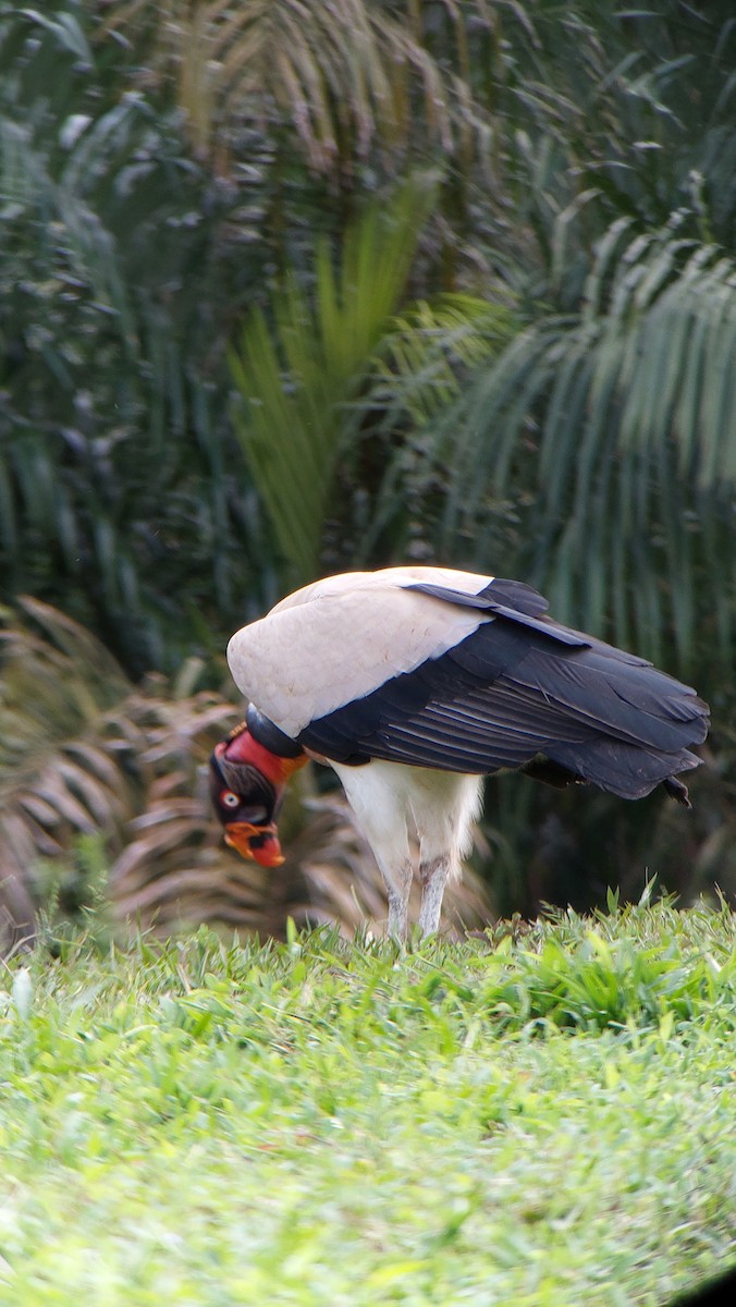 King Vulture - ML634738947