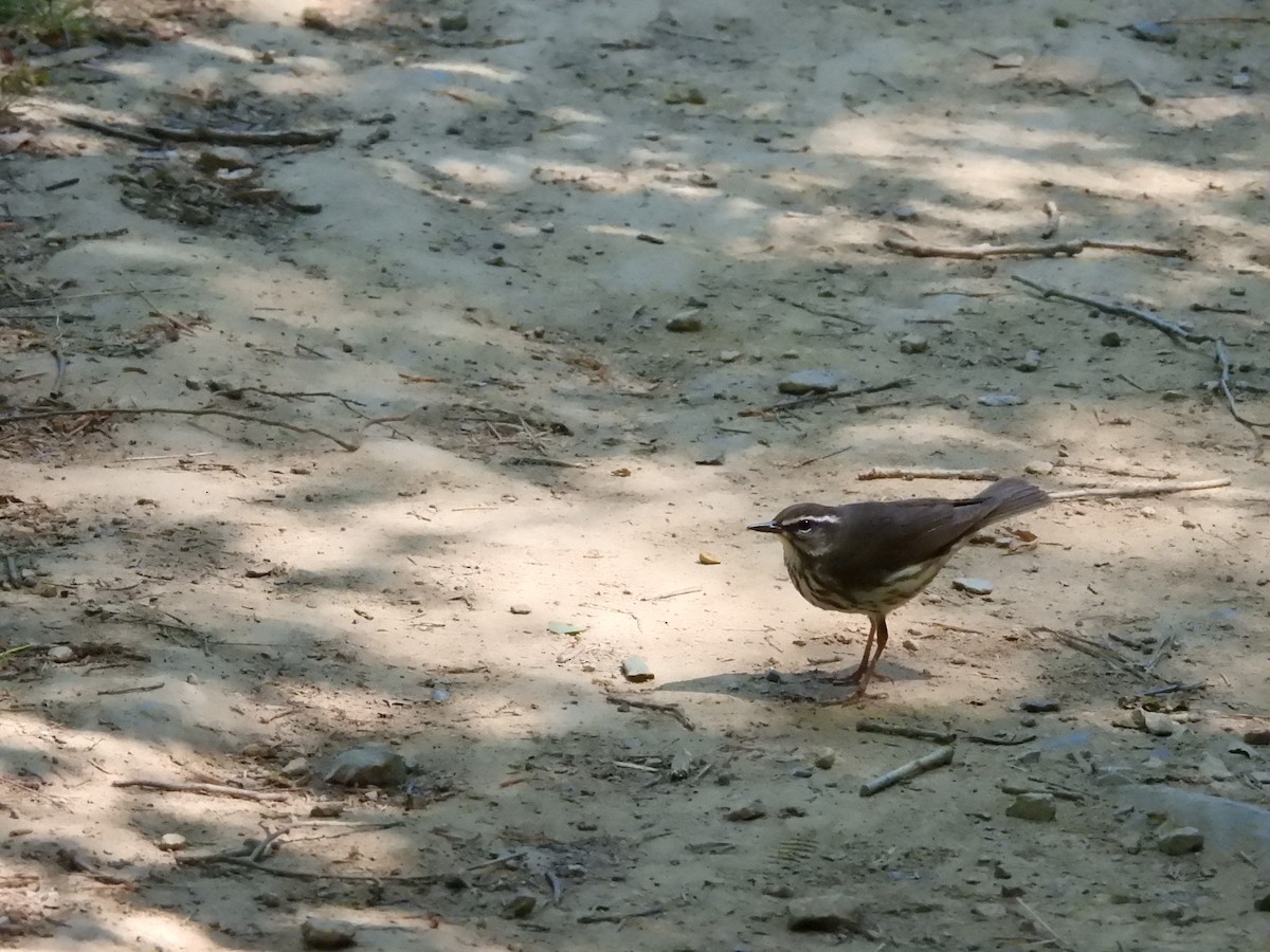 Louisiana Waterthrush - ML634738962