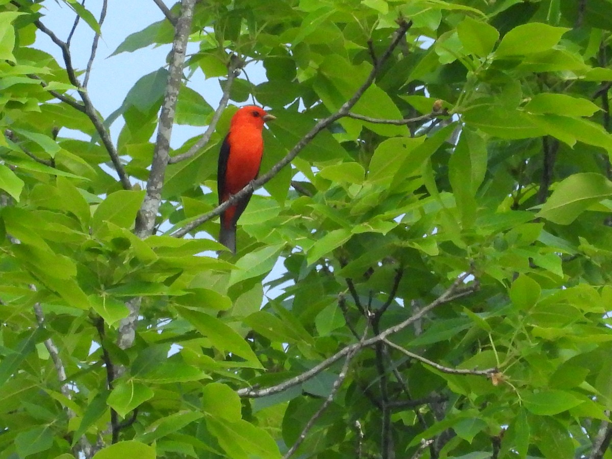 Scarlet Tanager - ML634738985