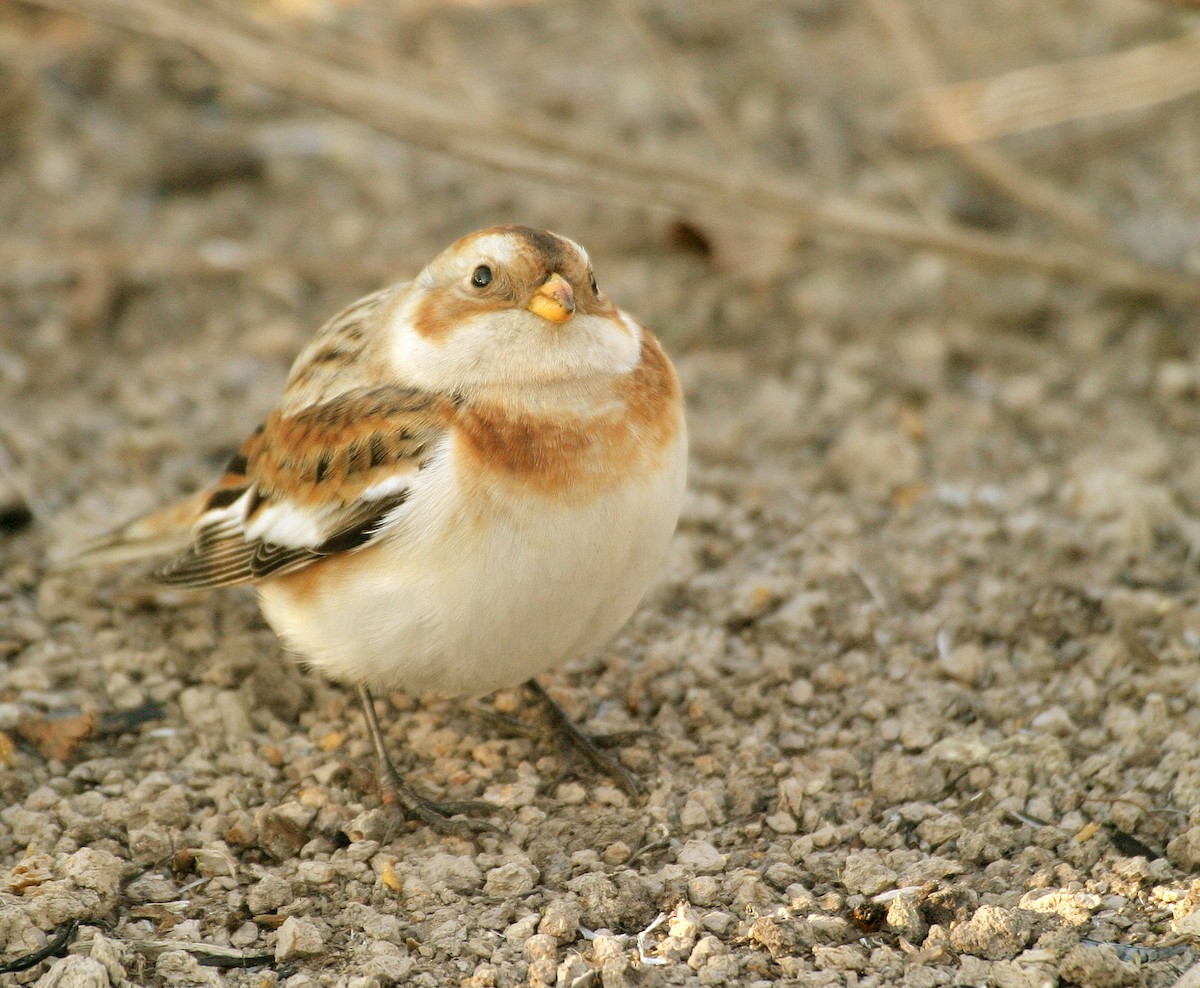 Snow Bunting - ML634738990