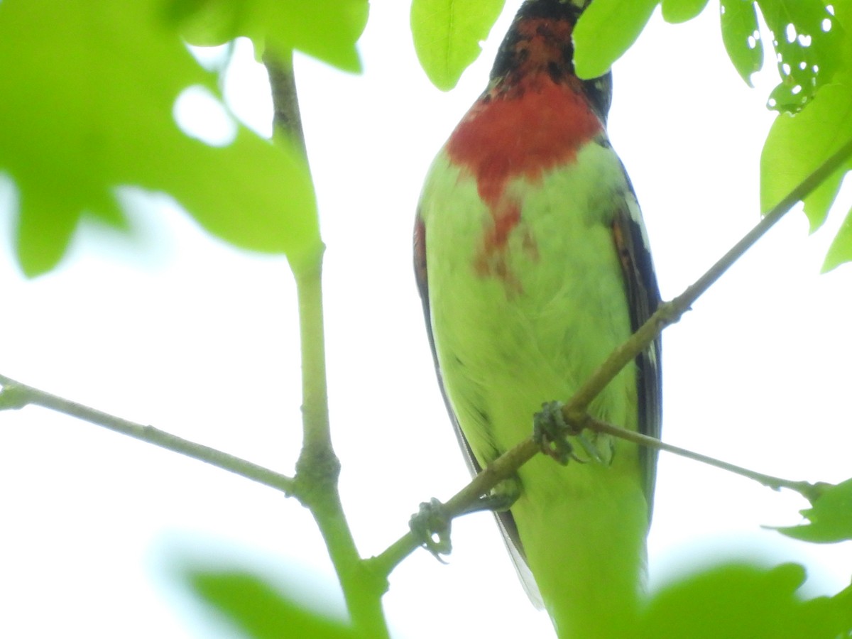 Rose-breasted Grosbeak - ML634739000