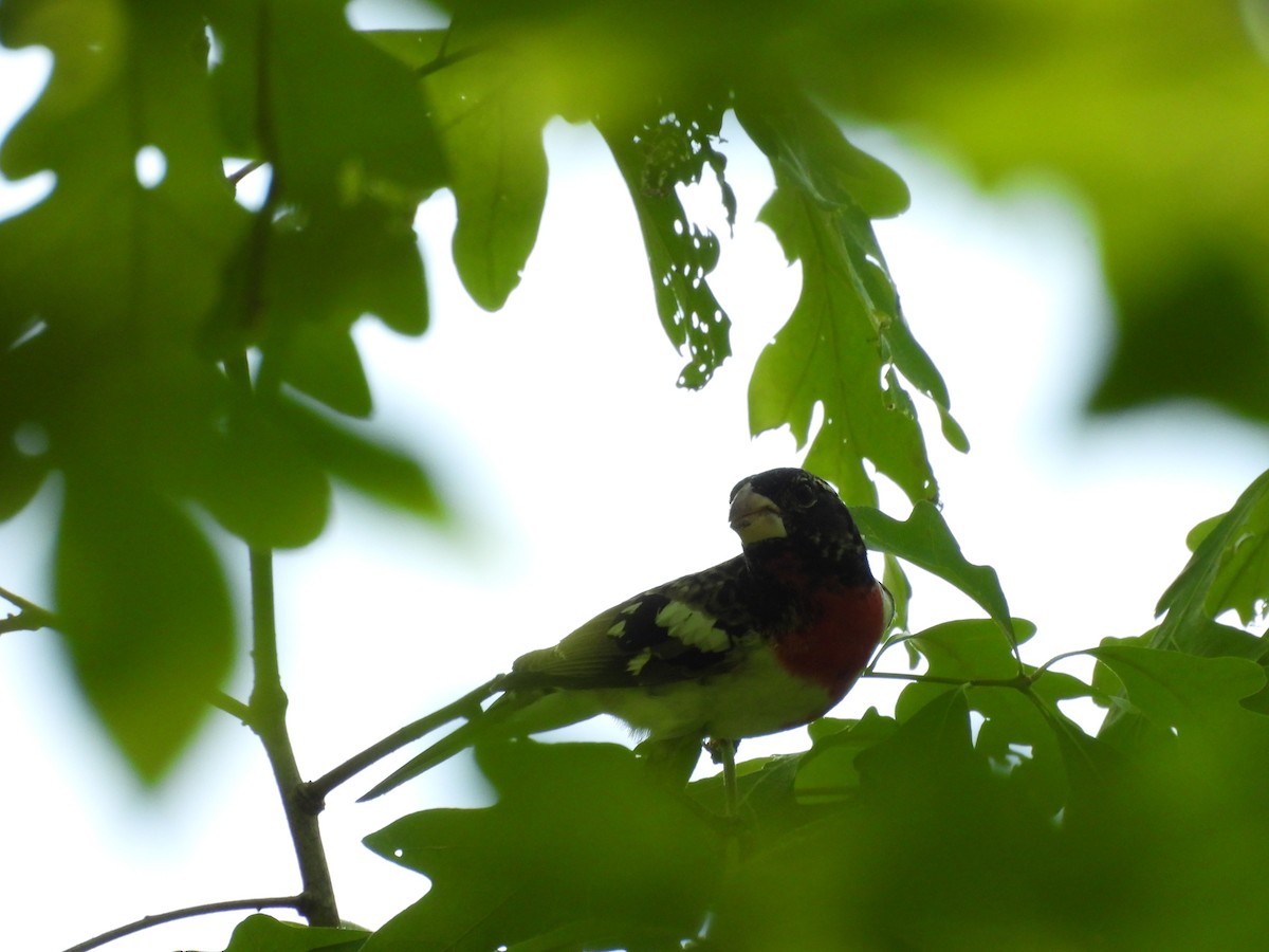 Rose-breasted Grosbeak - ML634739002