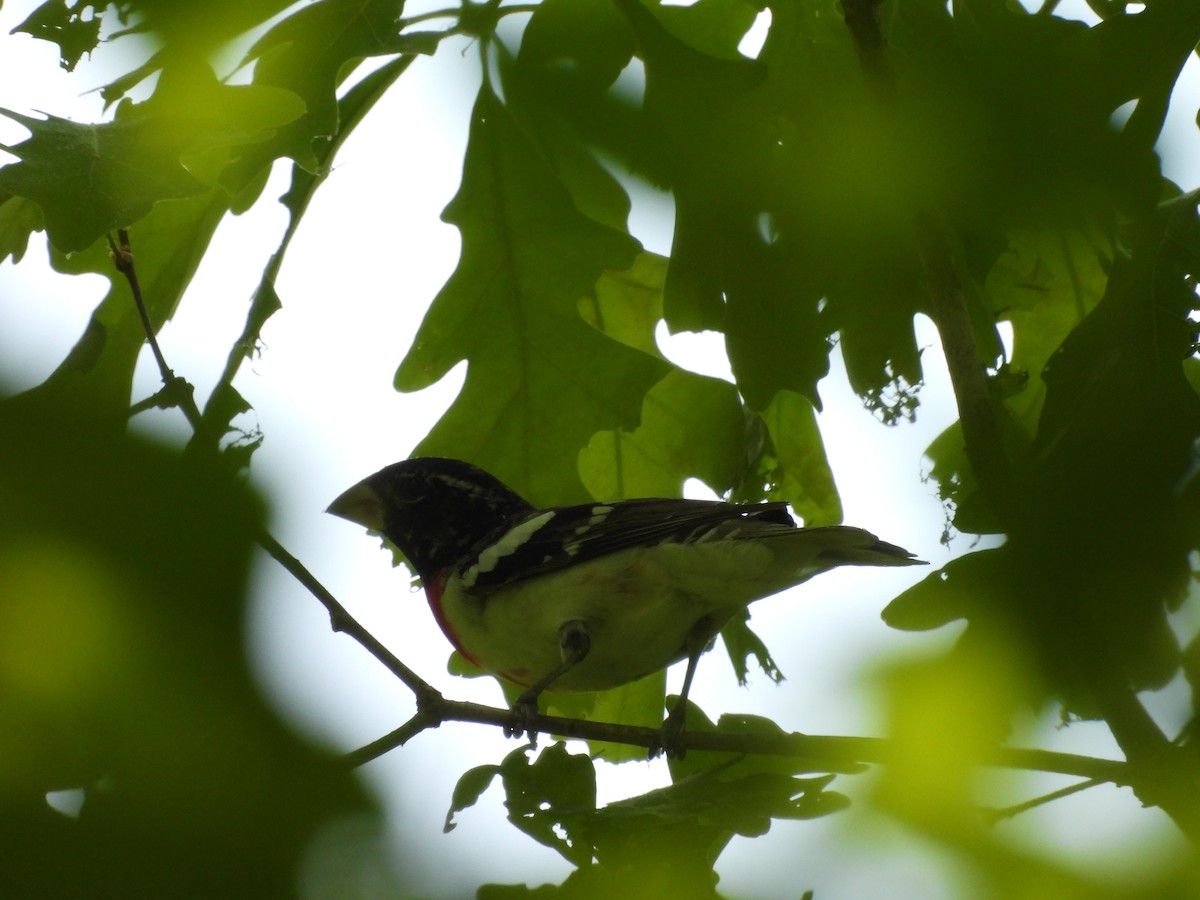 Rose-breasted Grosbeak - ML634739003