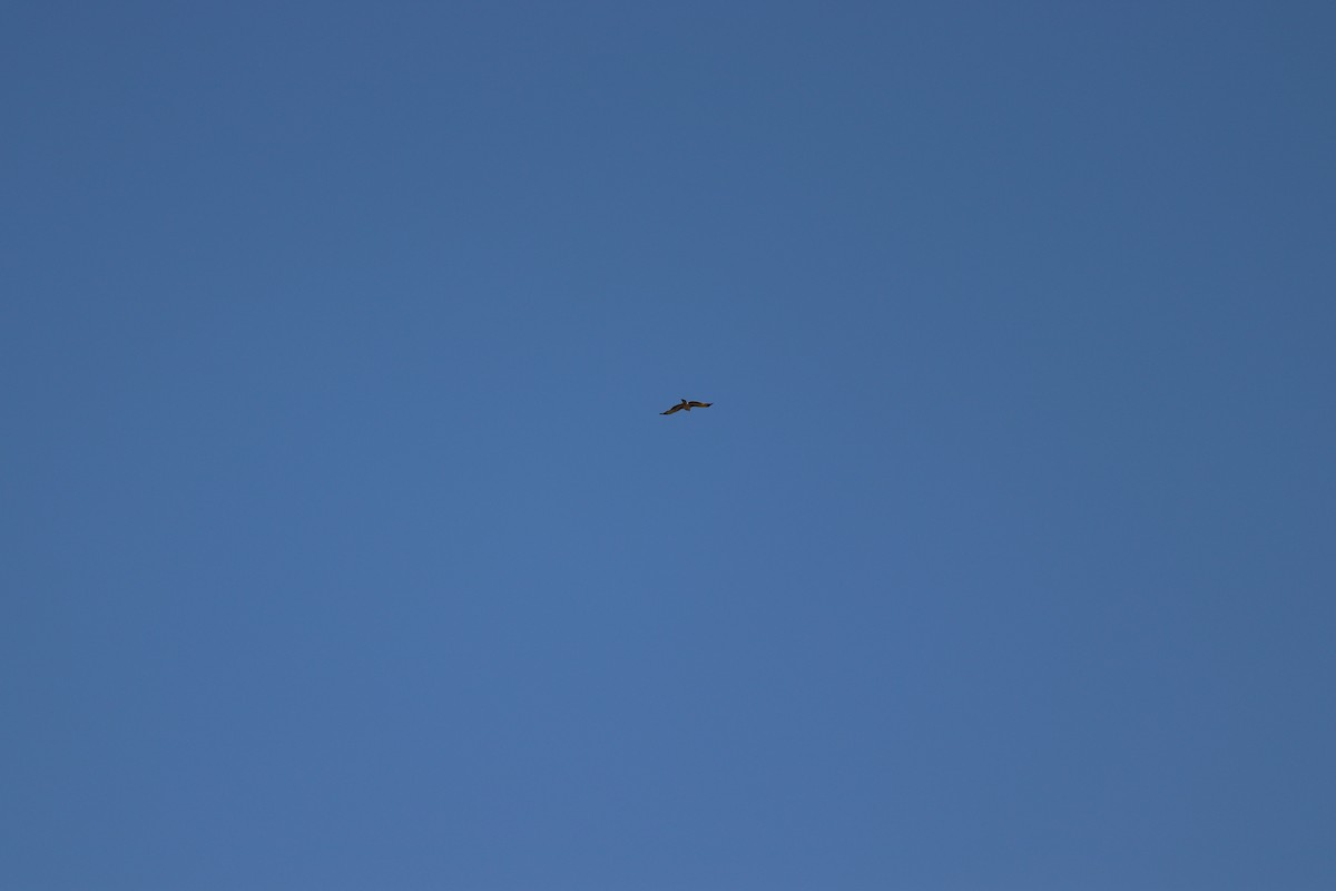 Little Eagle - ML634739233