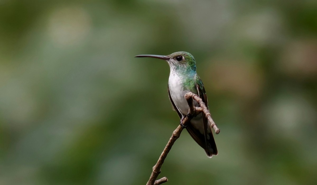Mangrov Kolibri - ML634739236