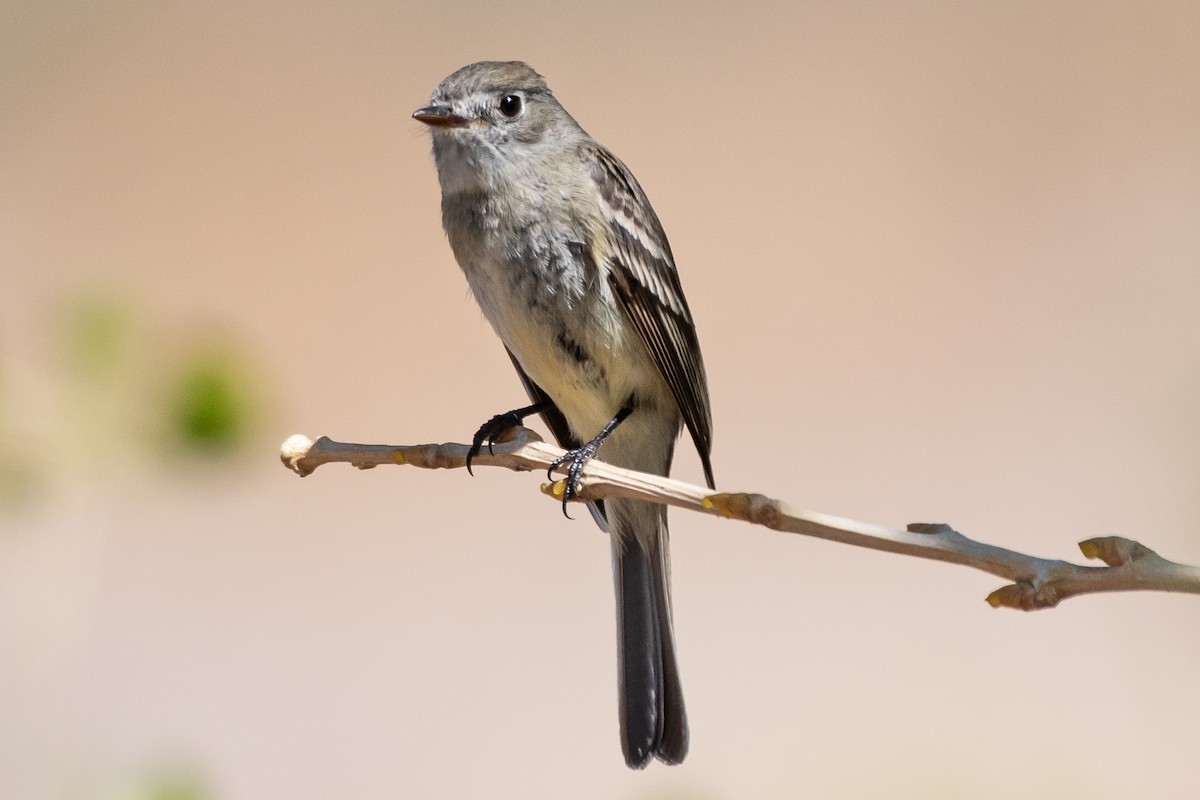 Dusky Flycatcher - ML634739319
