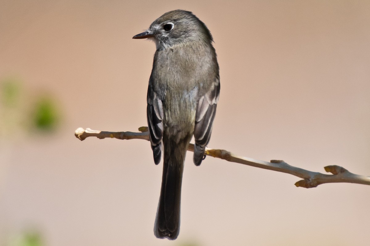 Dusky Flycatcher - ML634739320