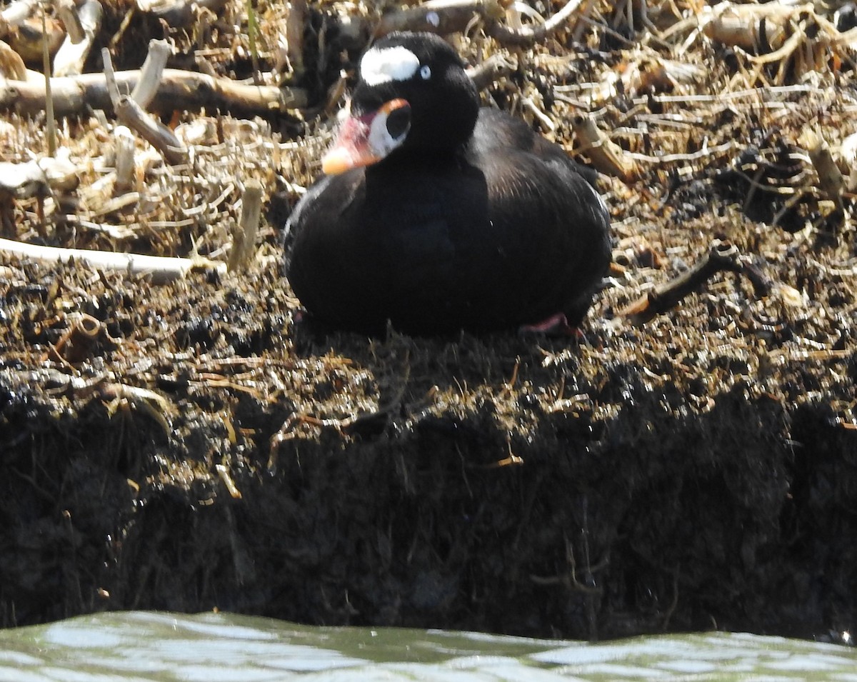 Surf Scoter - ML634739331
