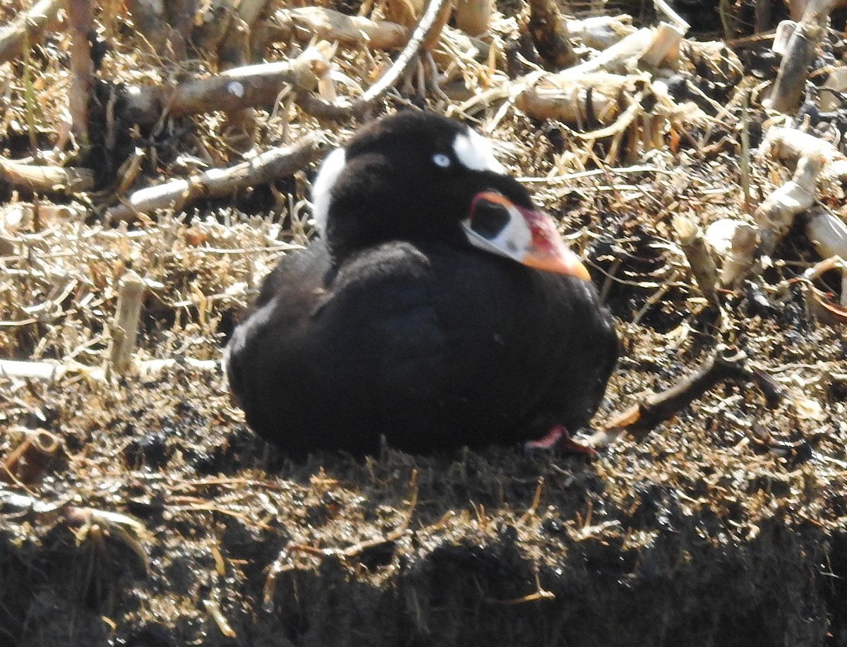 Surf Scoter - ML634739332