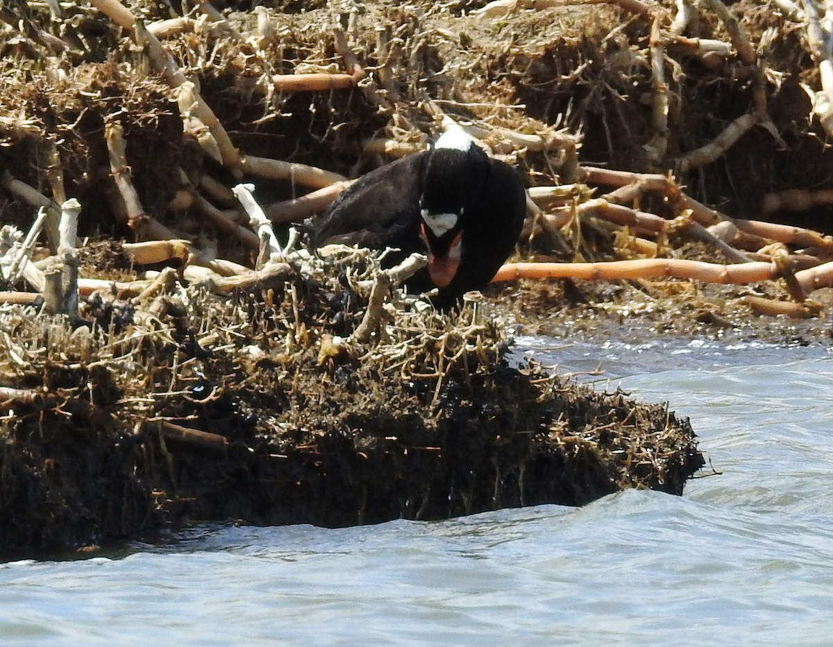 Surf Scoter - ML634739333