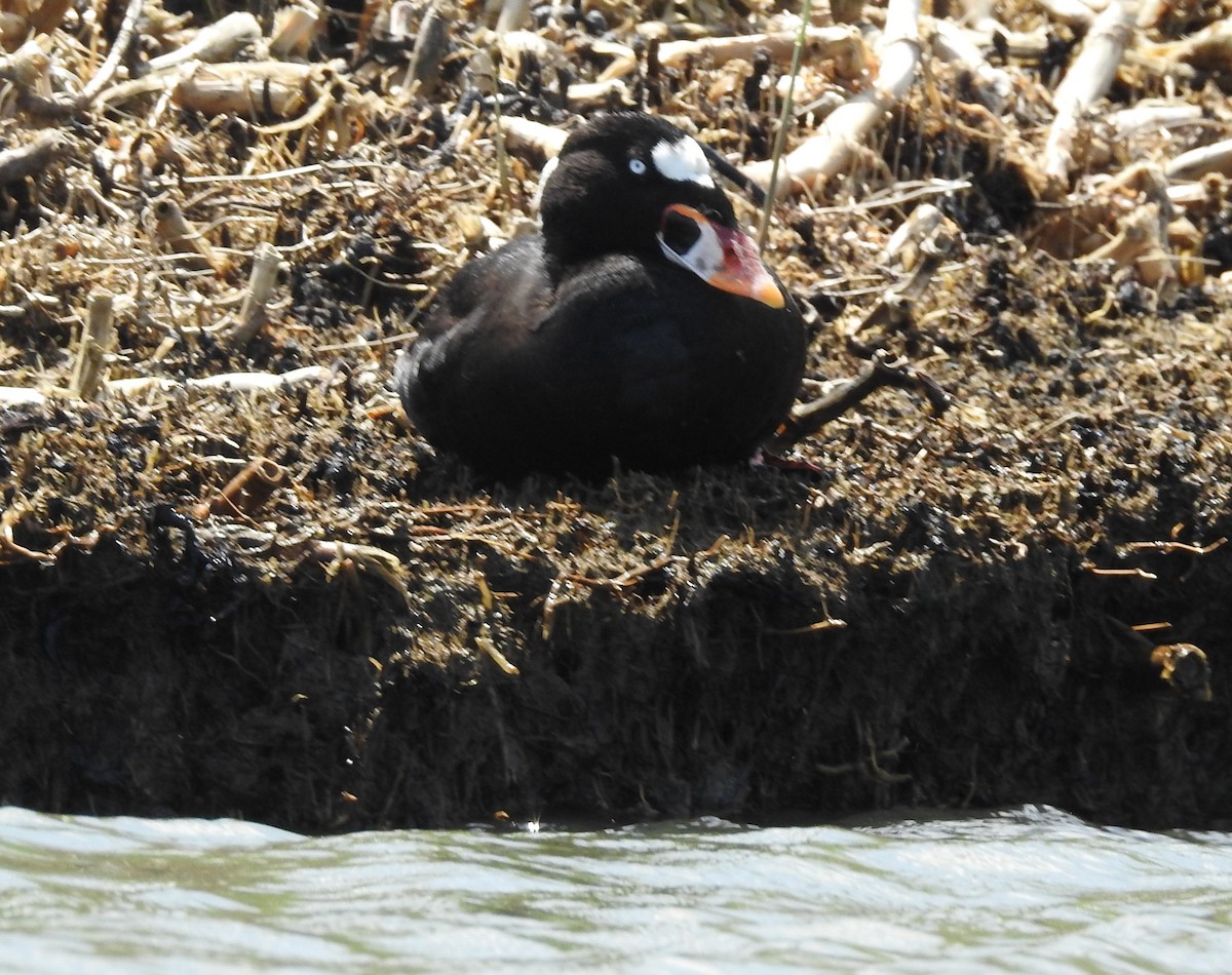 Surf Scoter - ML634739334