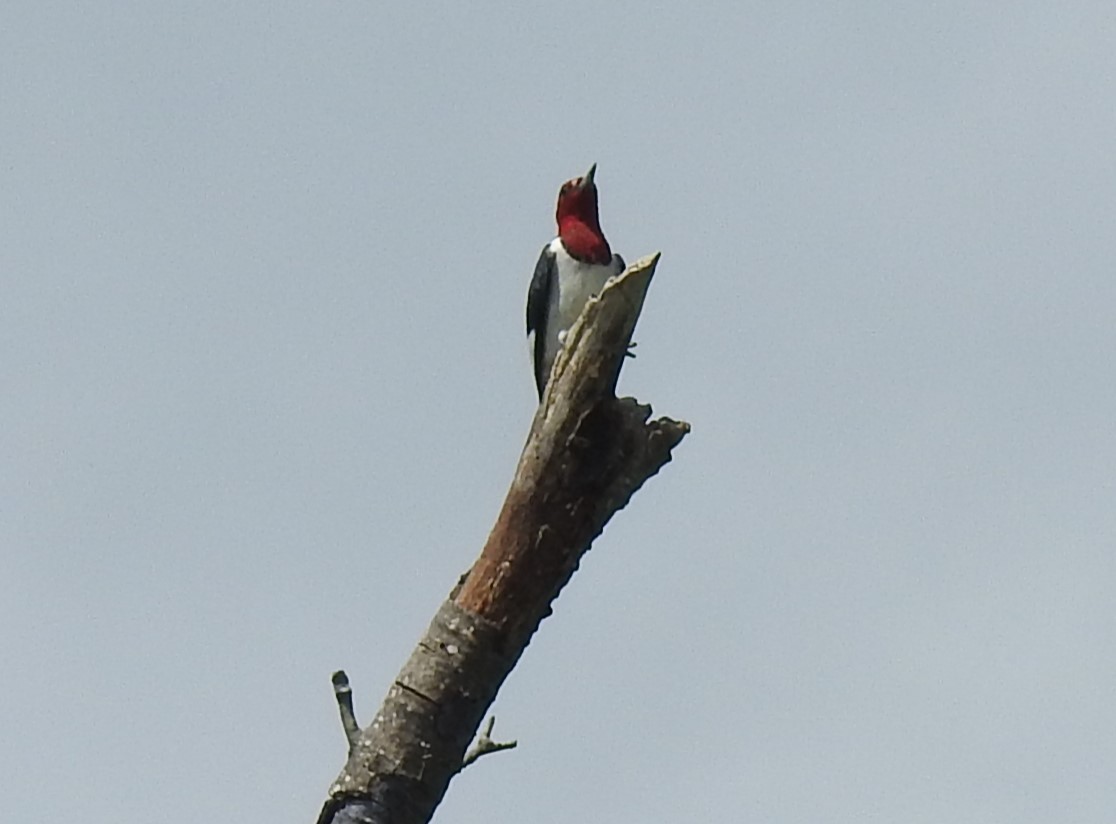 Red-headed Woodpecker - ML634739381