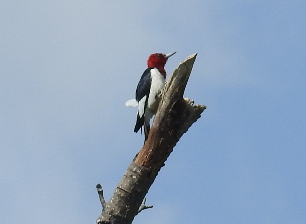 Red-headed Woodpecker - ML634739382