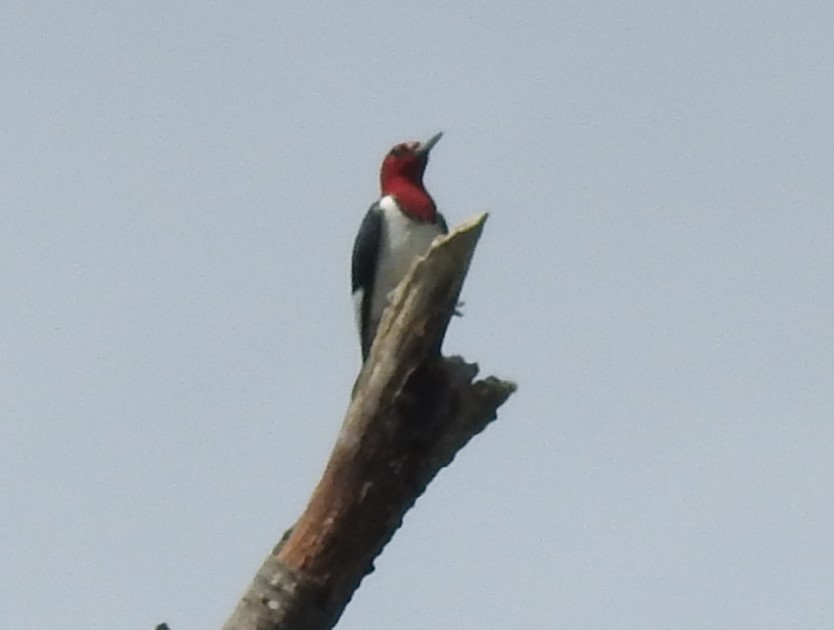 Red-headed Woodpecker - ML634739383