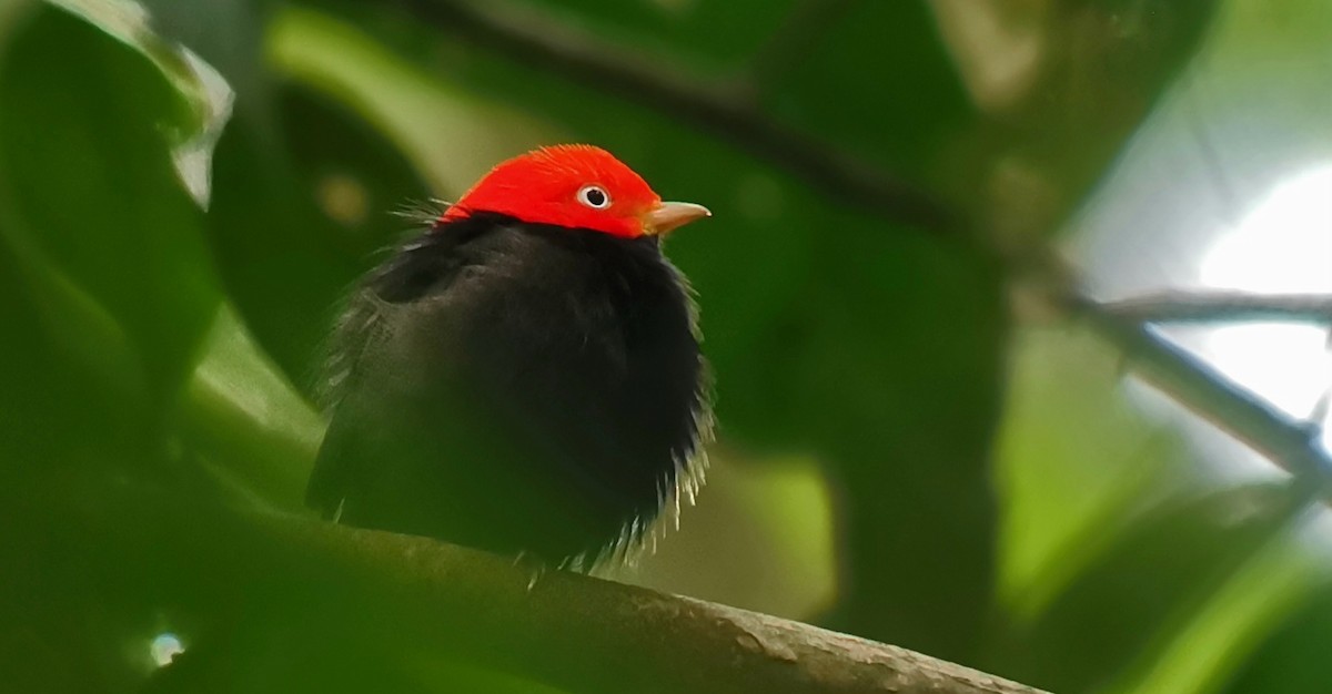 Red-capped Manakin - ML634739492