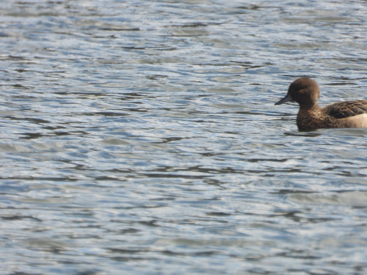 Andean Teal - ML634739595