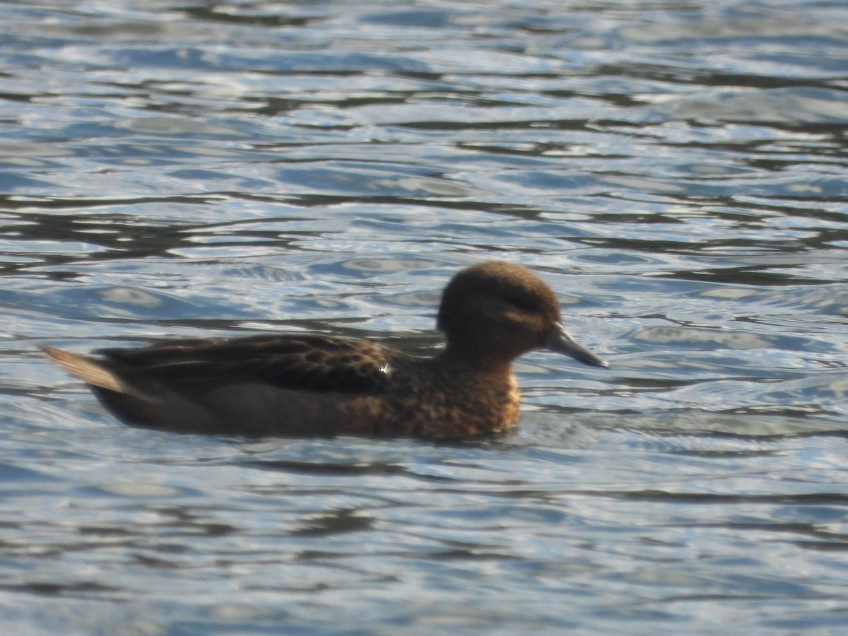 Andean Teal - ML634739597