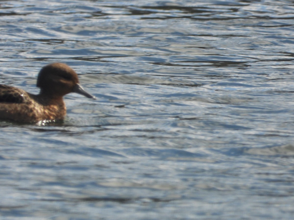 Andean Teal - ML634739598