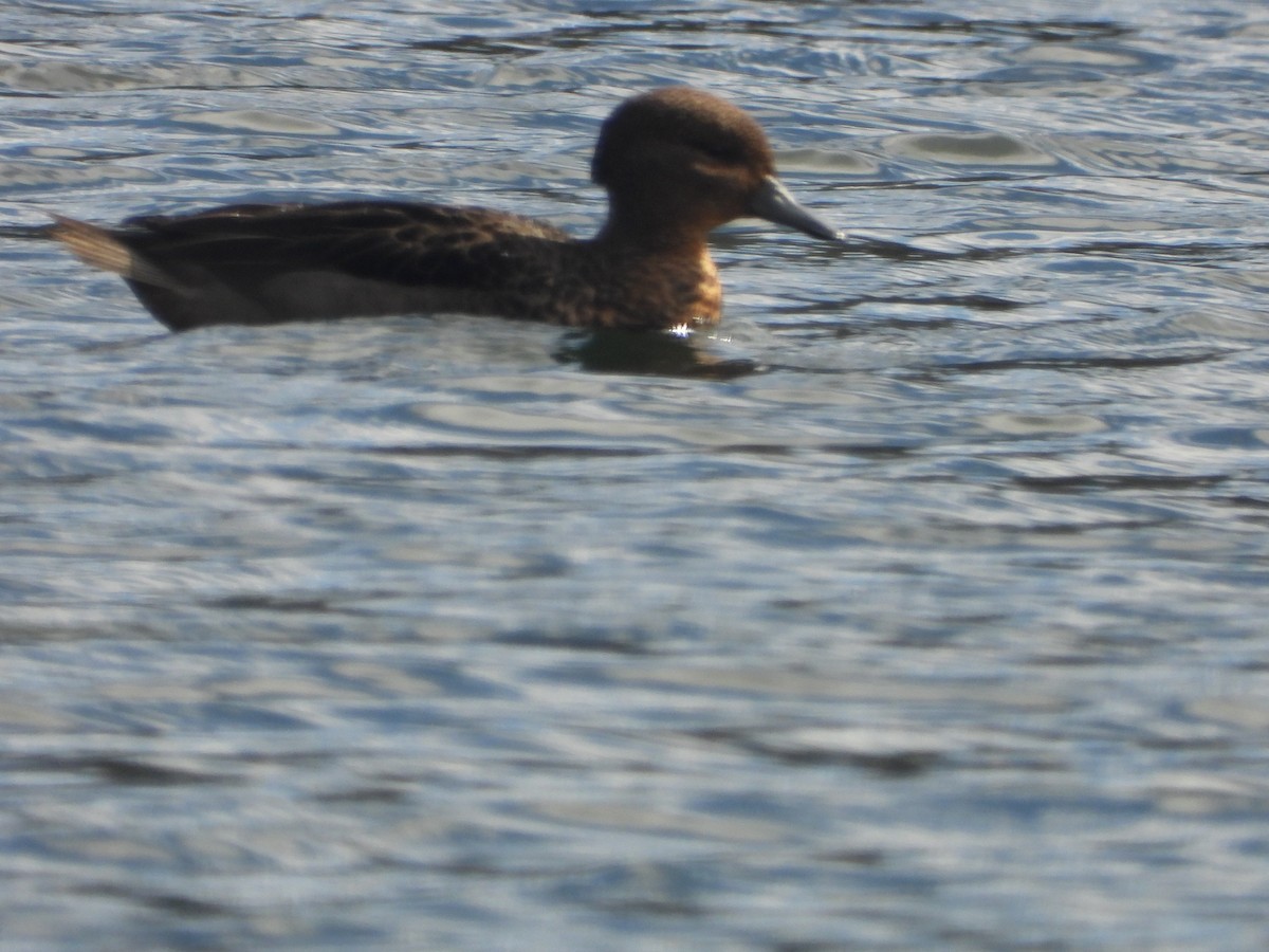 Andean Teal - ML634739599