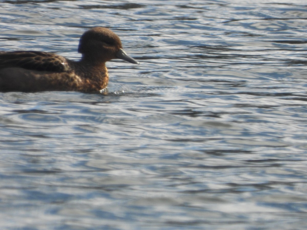 Andean Teal - ML634739600