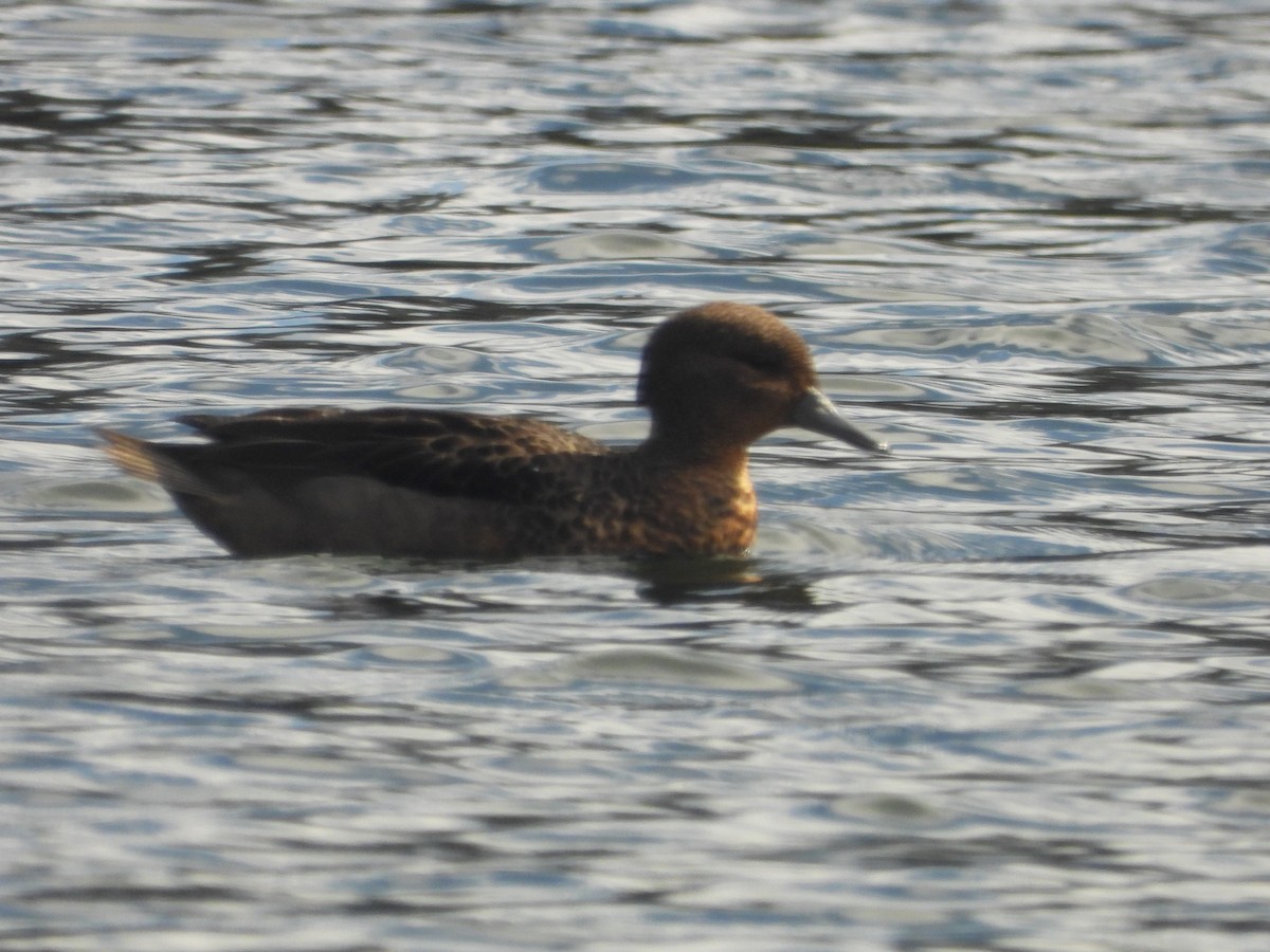 Andean Teal - ML634739601