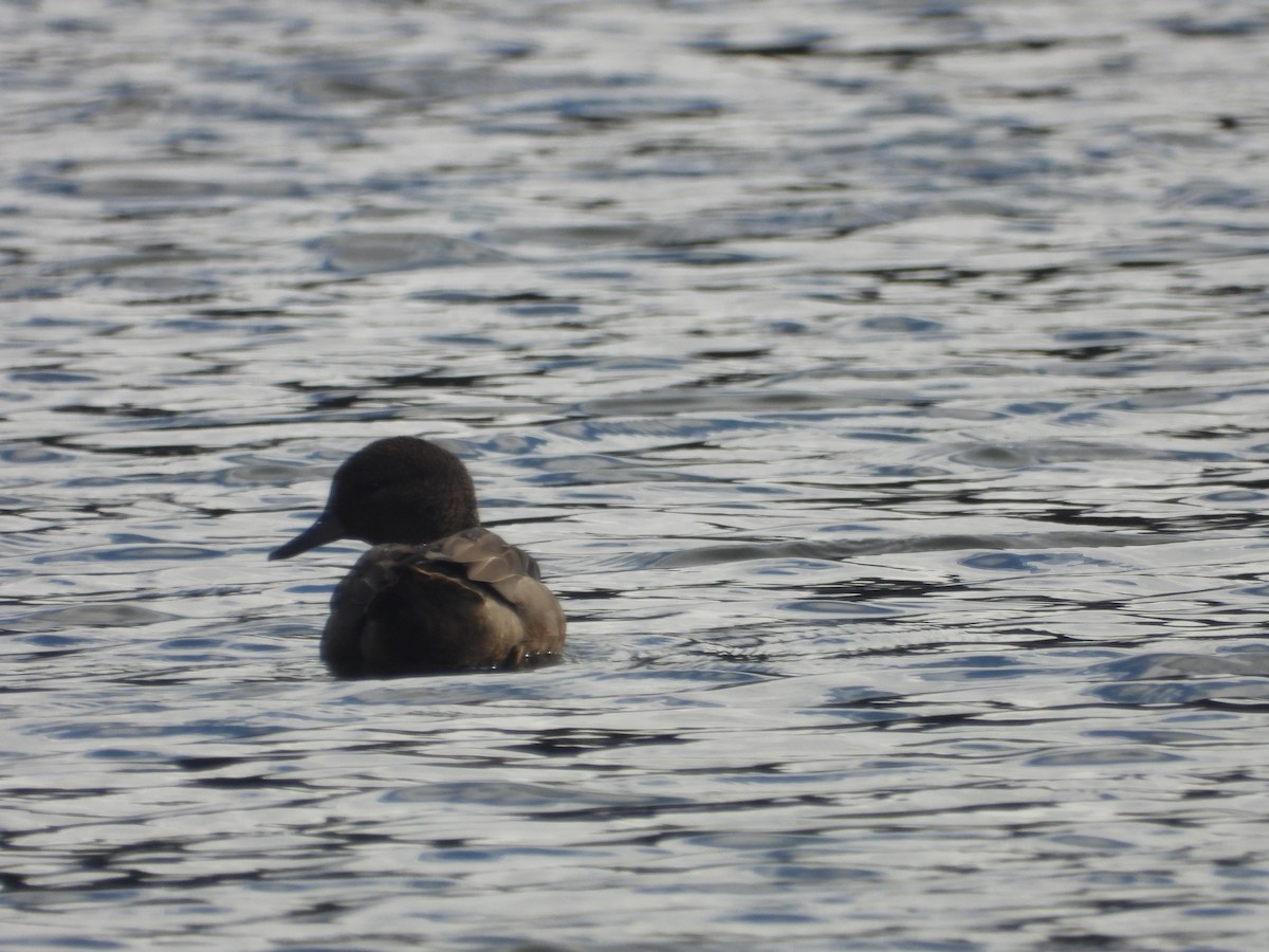 Andean Teal - ML634739602