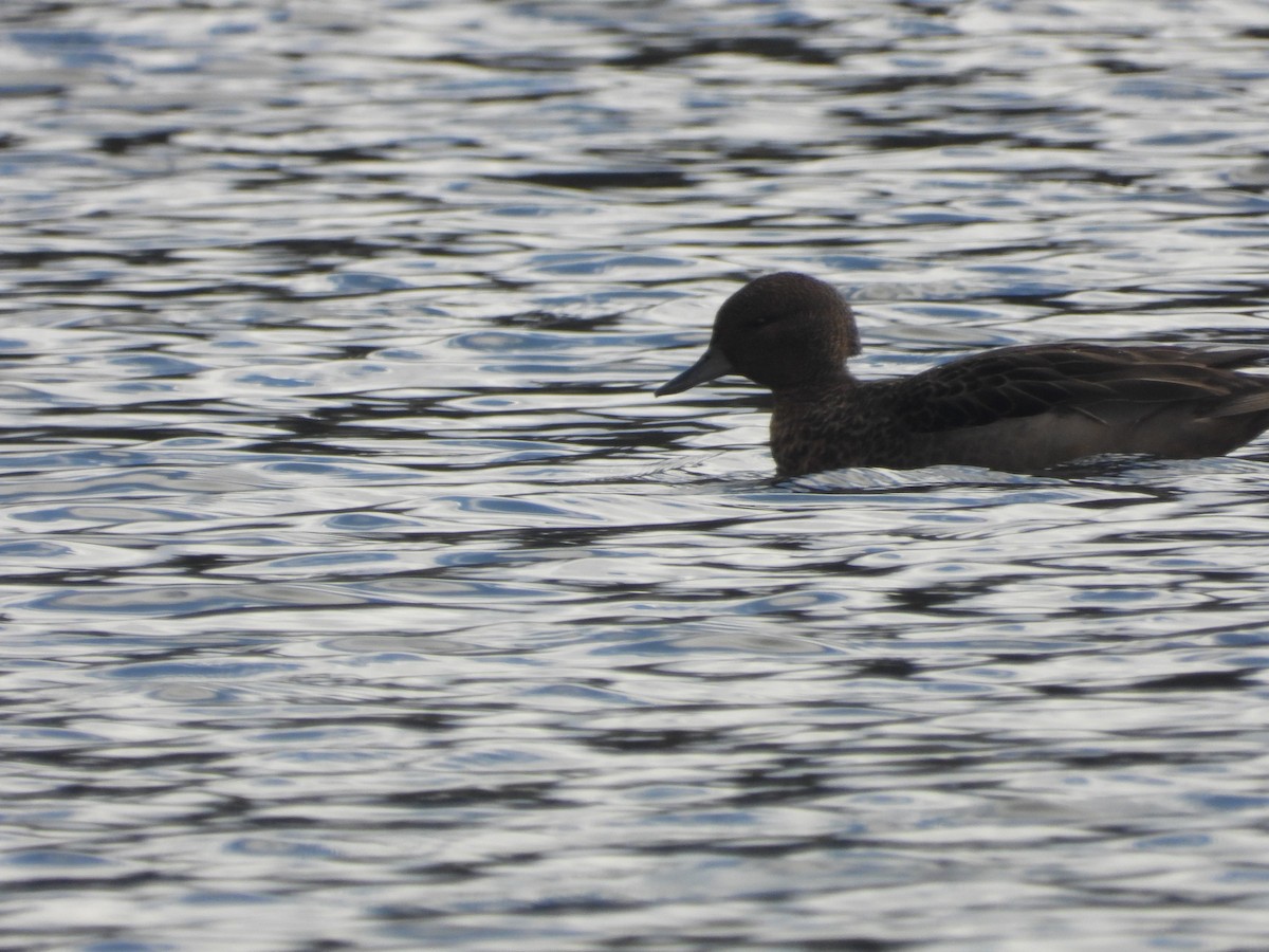 Andean Teal - ML634739603