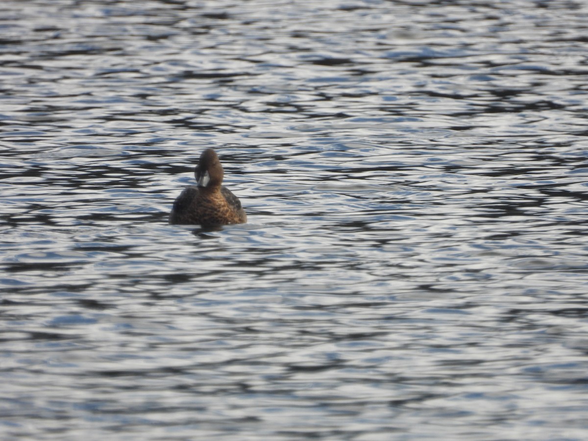 Andean Teal - ML634739604