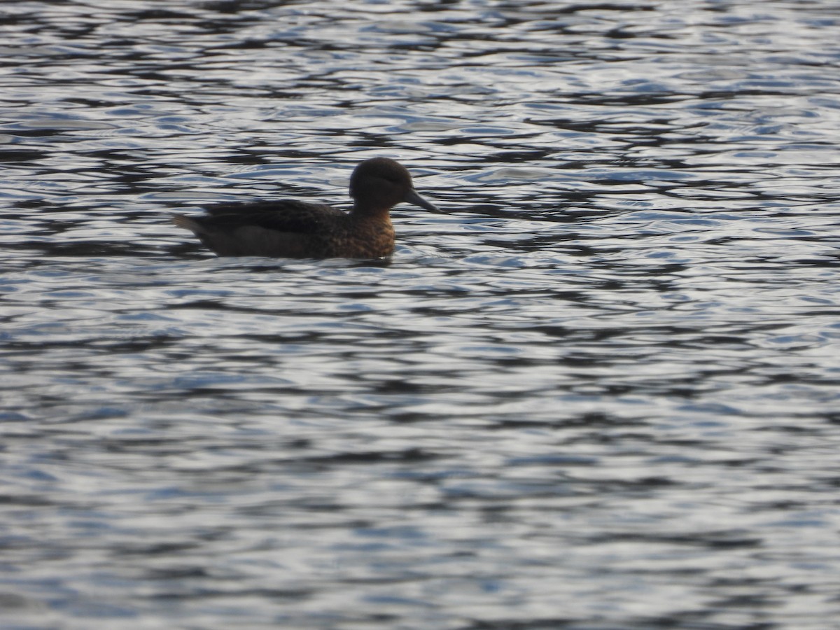 Andean Teal - ML634739605