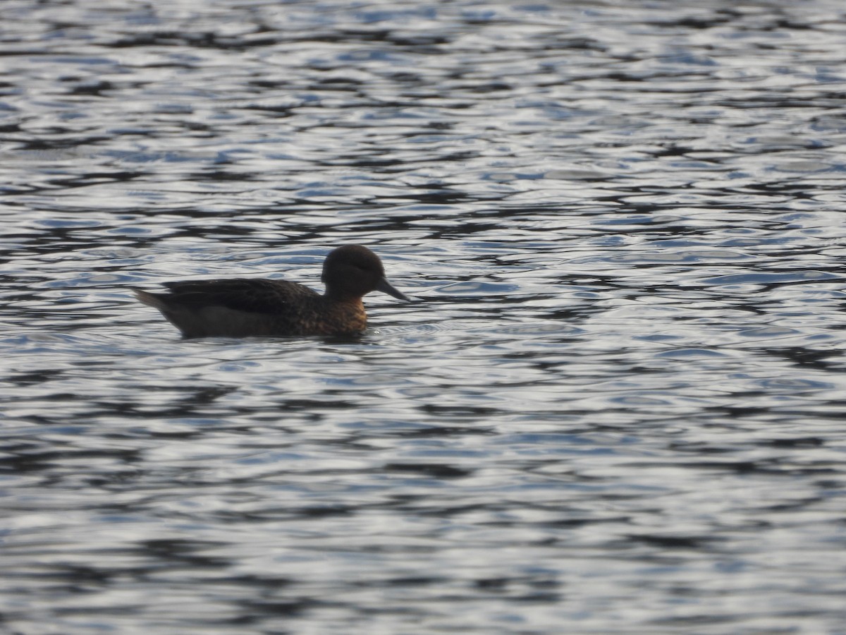 Andean Teal - ML634739606