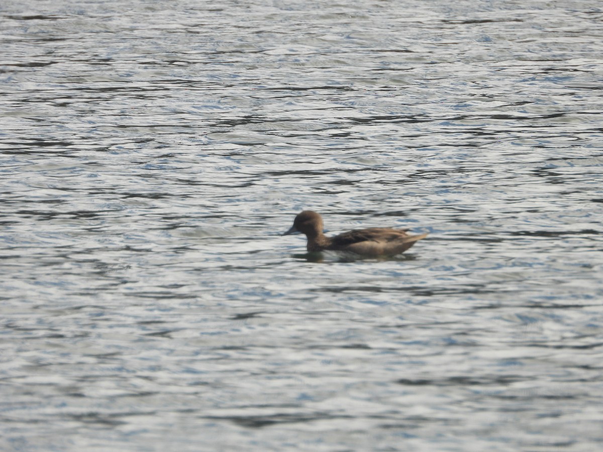 Andean Teal - ML634739607