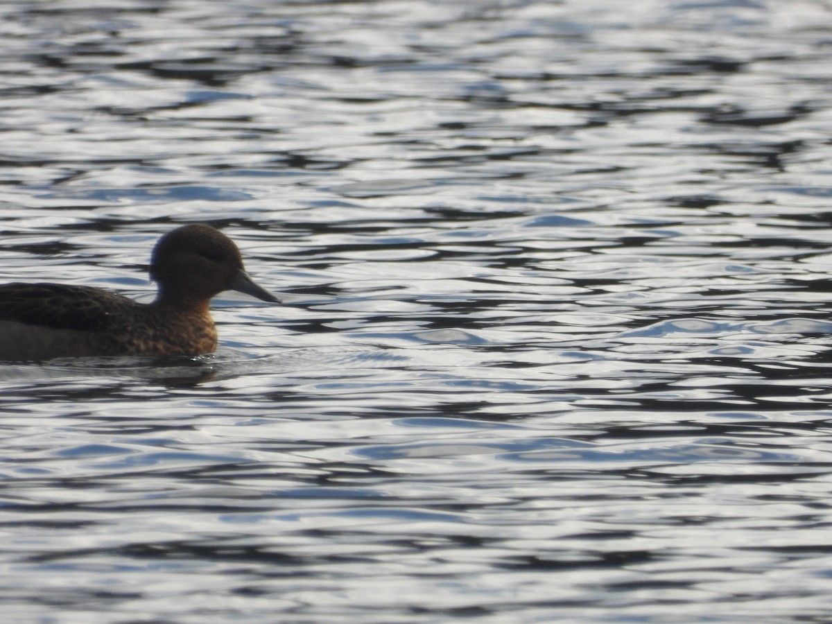 Andean Teal - ML634739611