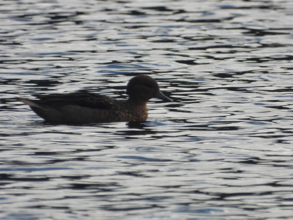 Andean Teal - ML634739612