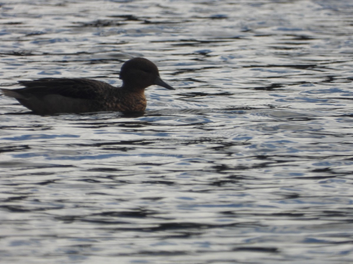 Andean Teal - ML634739613