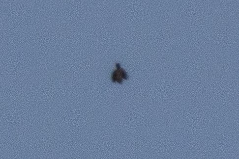 jestřáb nearktický - ML634739704