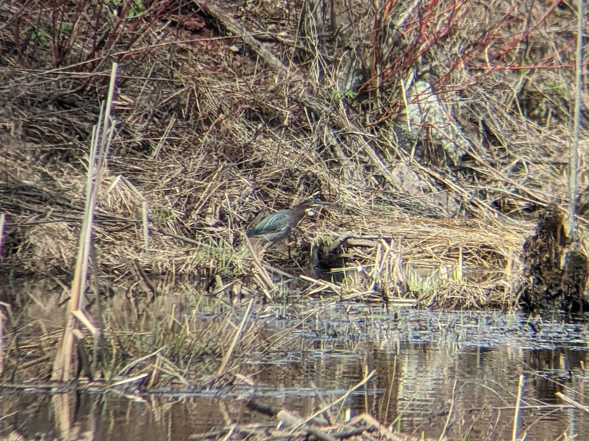Green Heron - ML634739785