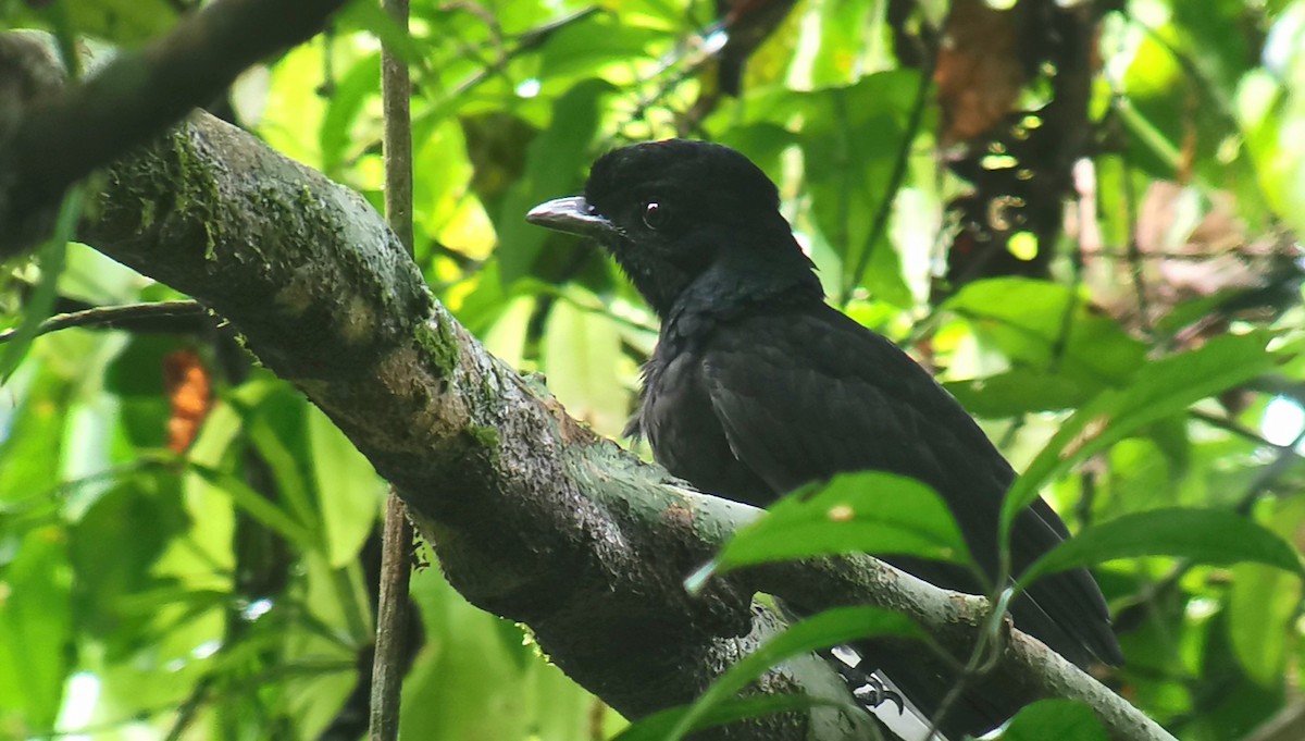 Bare-necked Umbrellabird - ML634739797