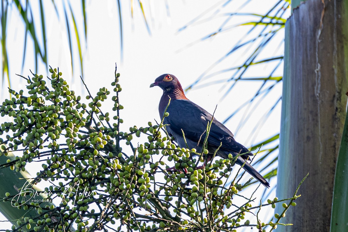Scaly-naped Pigeon - ML634739845