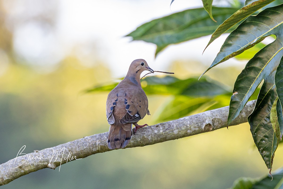 Zenaida Dove - ML634739907