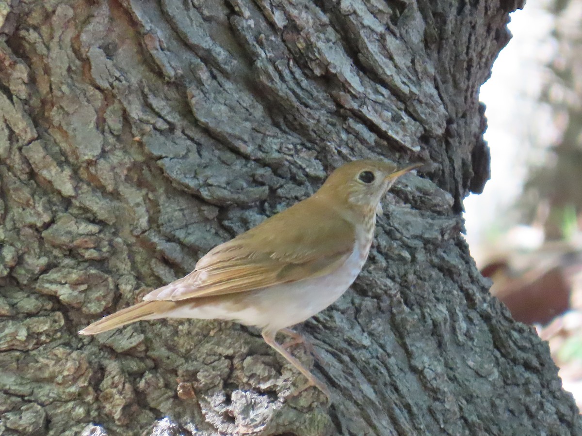 Veery - ML634739932