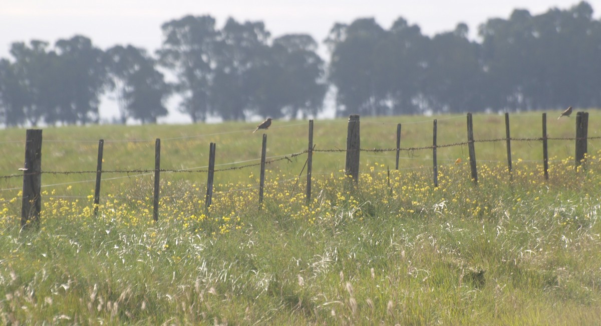 Pampas Meadowlark - ML634739941